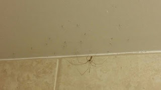 Banyomdaki Örümcek - araknafobia
