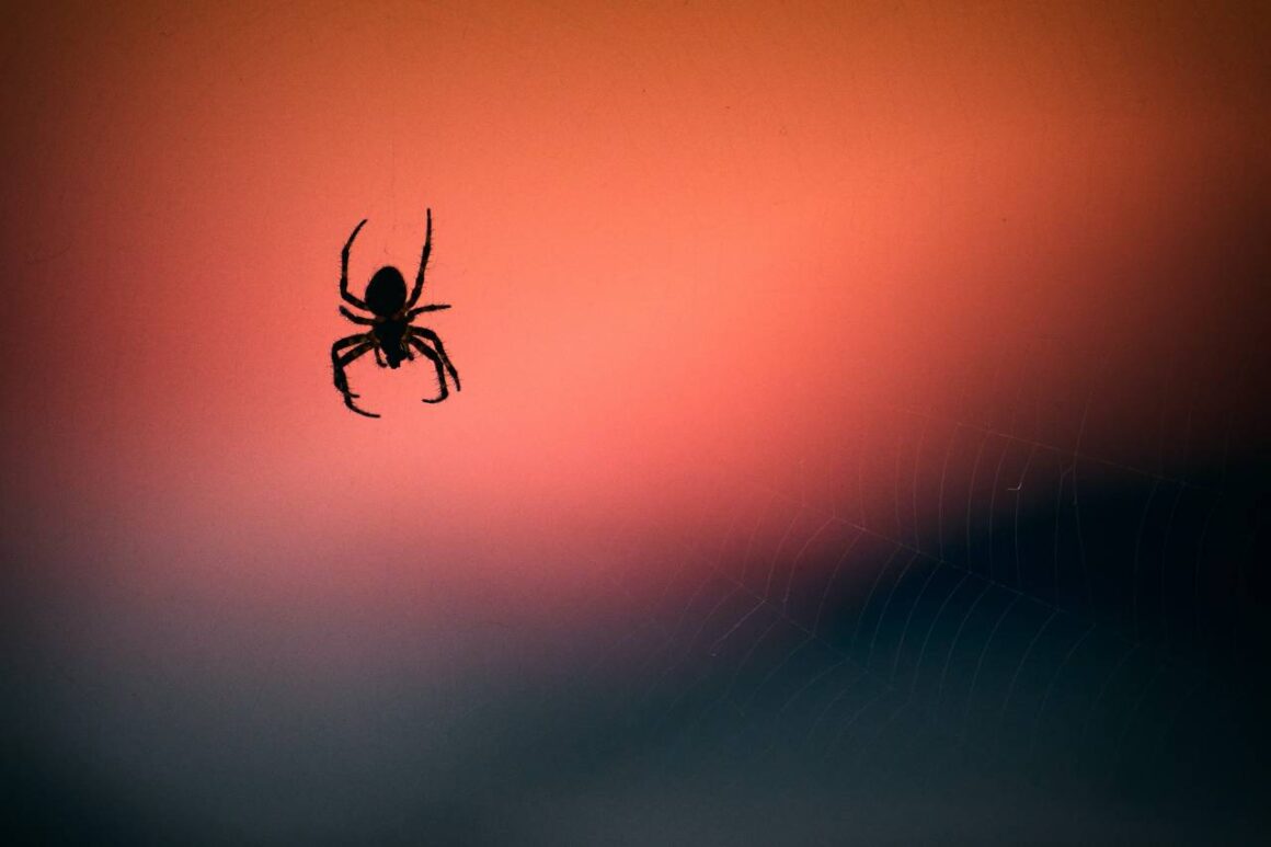 banyomdaki örümcek